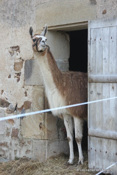 Llama for sale looks out of stable