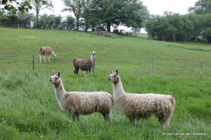 Four llamas for sale