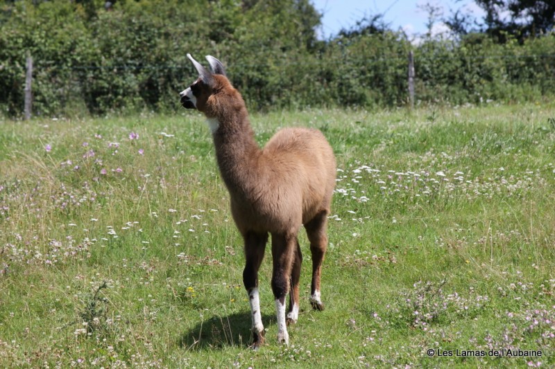 Young female llama for sale